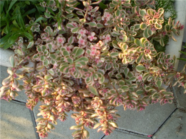 sedum